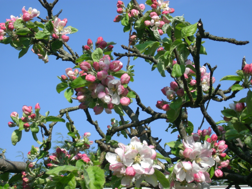 Apple Blossom
